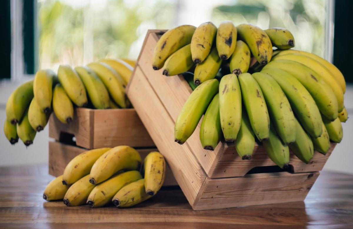 El Plátano de Canarias está considerado uno de los mejores del mundo