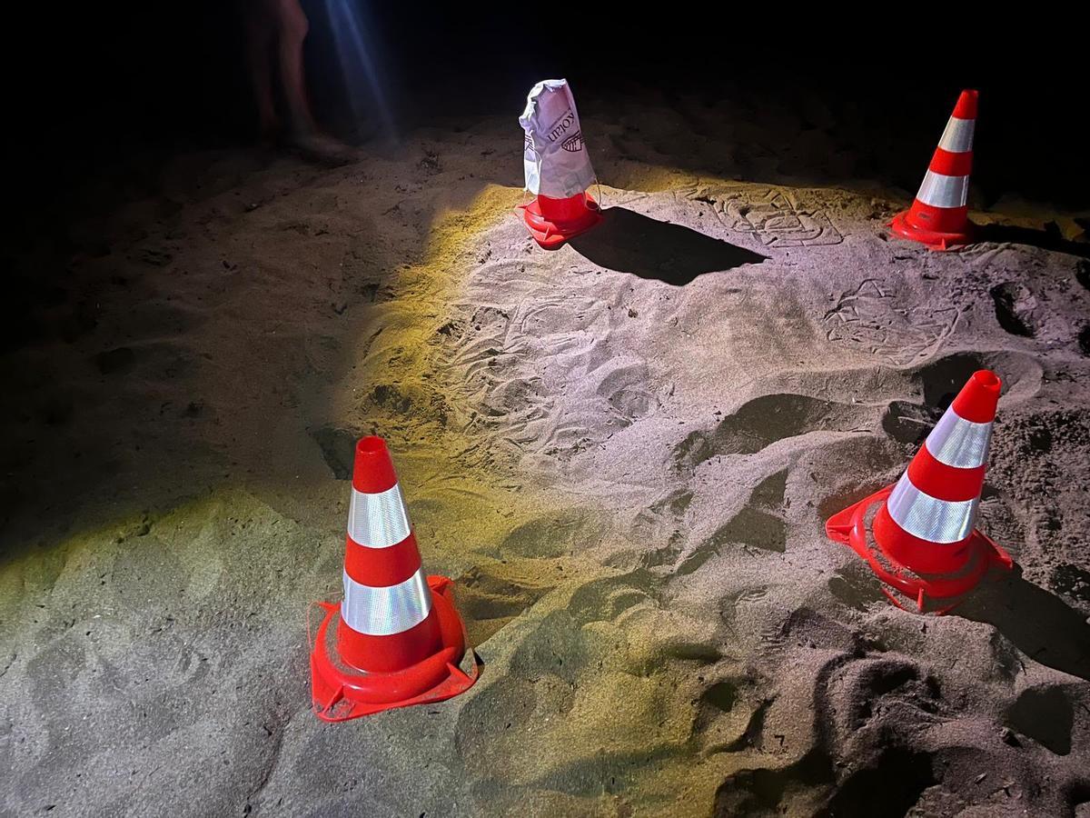 Las imágenes de la puesta de la tortuga Mona en Dénia