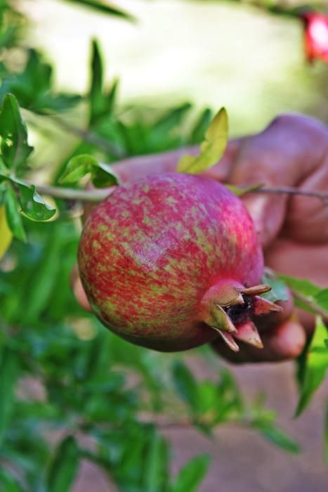 Auf der Bio-Finca S’Hort de Son Morro wachsen rund 500 Bäume, die ab jetzt reife Granatäpfel tragen. Besitzer José Romero weiß, welche Sorten besonders gut munden – und wie man die Früchte am besten s