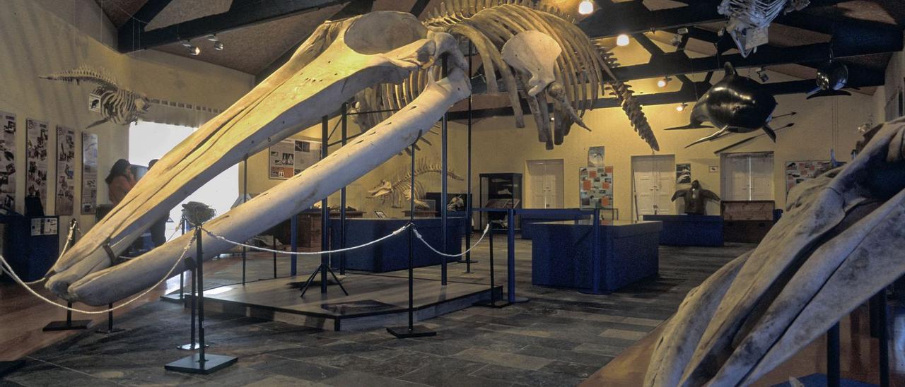 Esqueleto de ballena que se conserva en el Museo de Historia Natural.