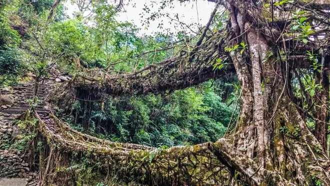 Uno de los lugares más fascinantes del mundo: los puentes vivientes de Meghalaya