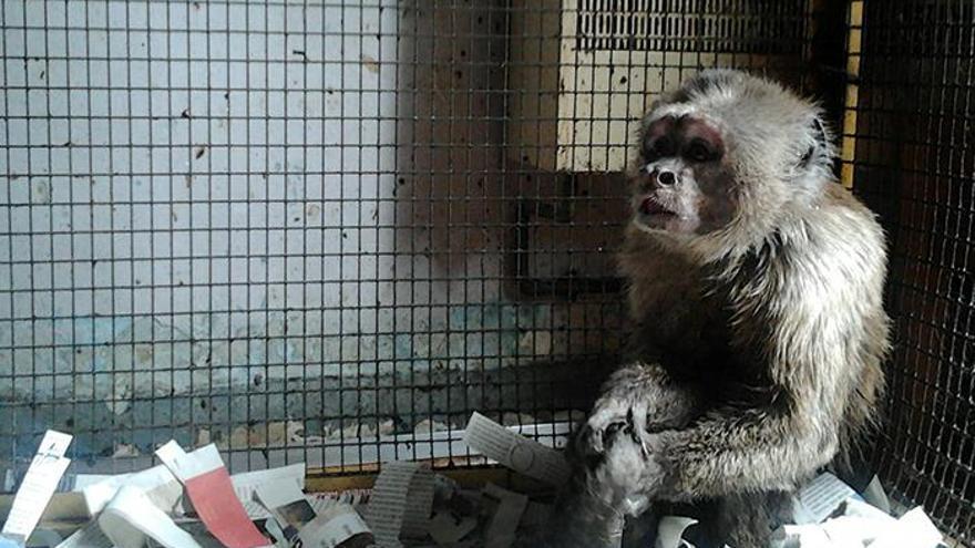 Rescatan a un mono capuchino que vivió enjaulado durante 35 años en un piso de Barcelona