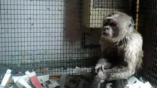Rescatado un mono encerrado en un piso de Barcelona desde hacía 35 años