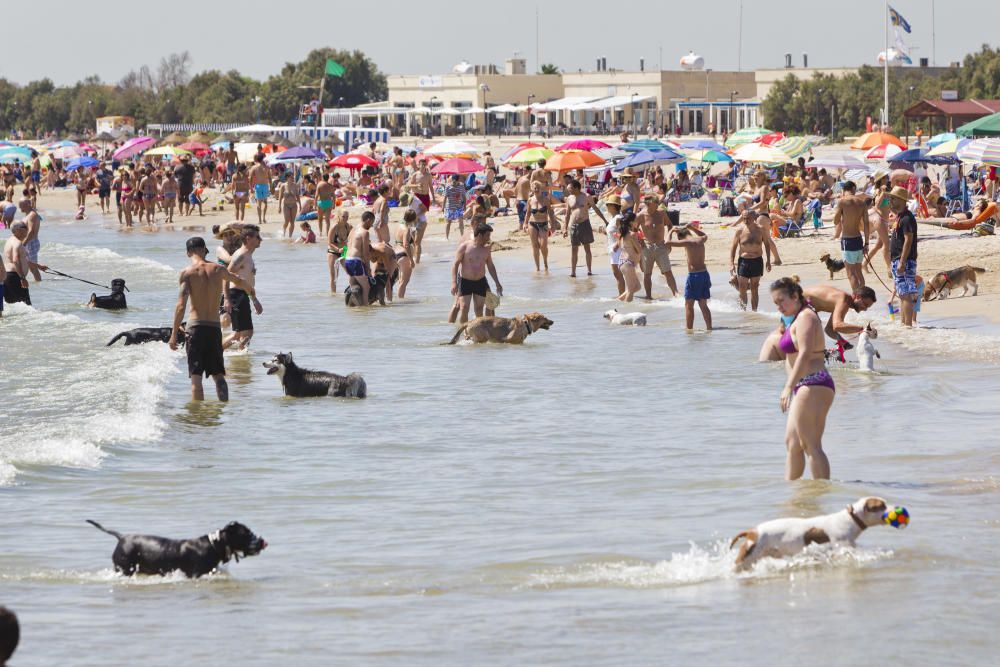 La playa para perros de Pinedo, a reventar