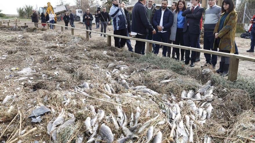 Decenas de peces muertos en El Perellonet.