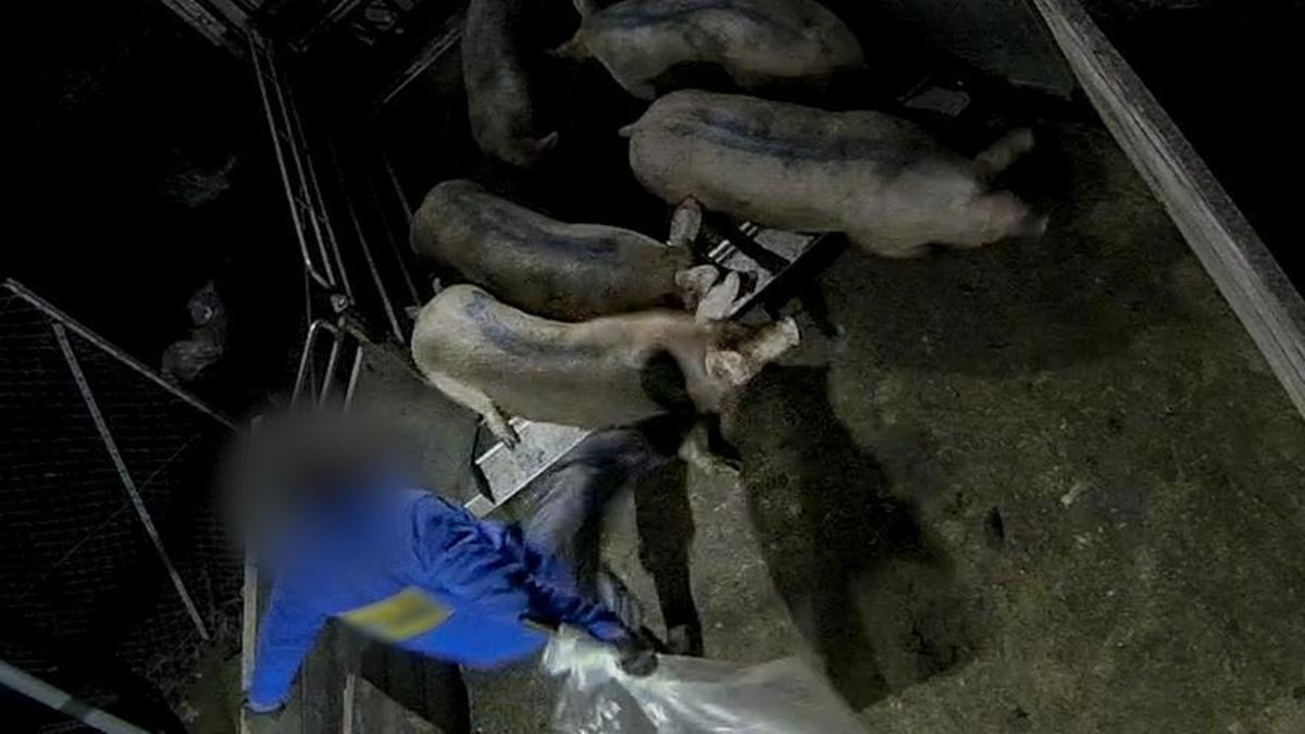 Un trabajador de la granja denunciada por maltrato animal golpea a uno de los cerdos.