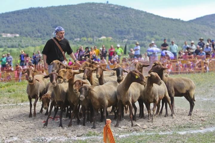 La Valleta de Agres ha sido un año más el escenario del Concurs de Gossos de Ramat