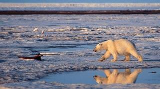 Un rescate 'in extremis' salva a un oso polar que tenía su lengua atascada en una lata abandonada