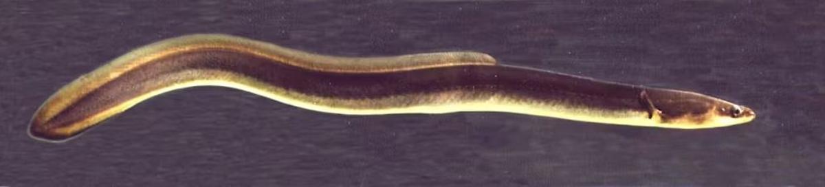 Ejemplar de anguila europea