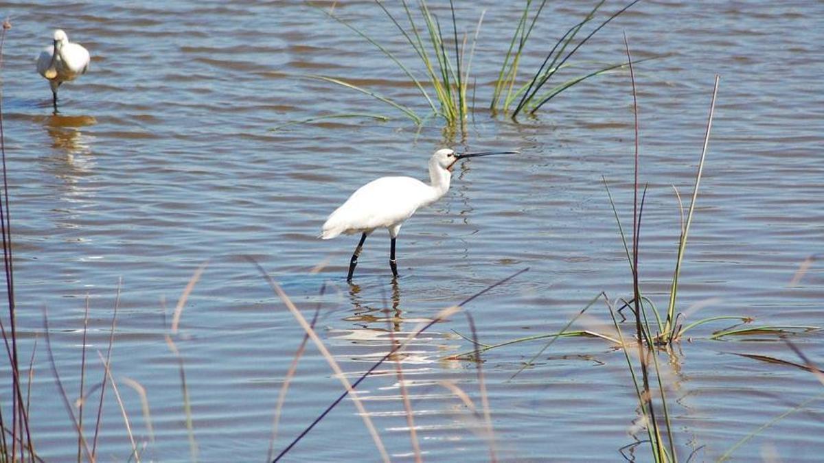 Espátula común en el Delta del Ebro