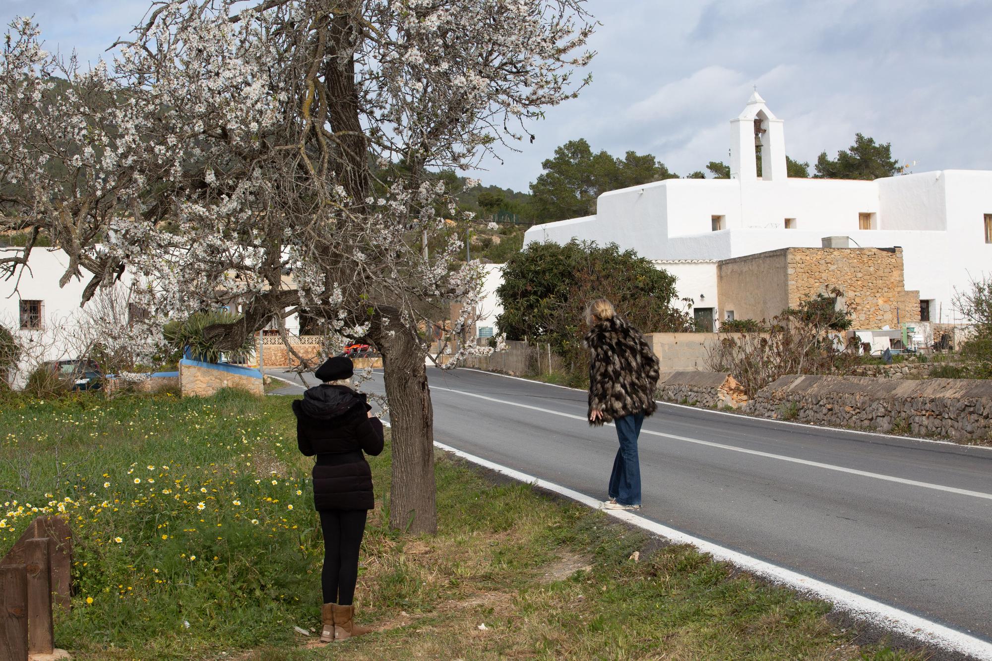 Almendros en flor en Ibiza