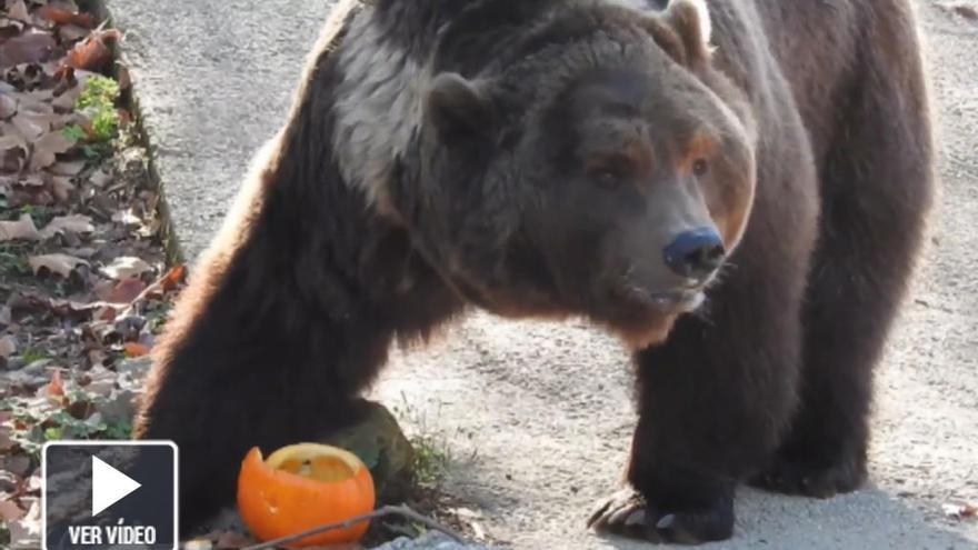 Los animales de VigoZoo también celebran el Samaín