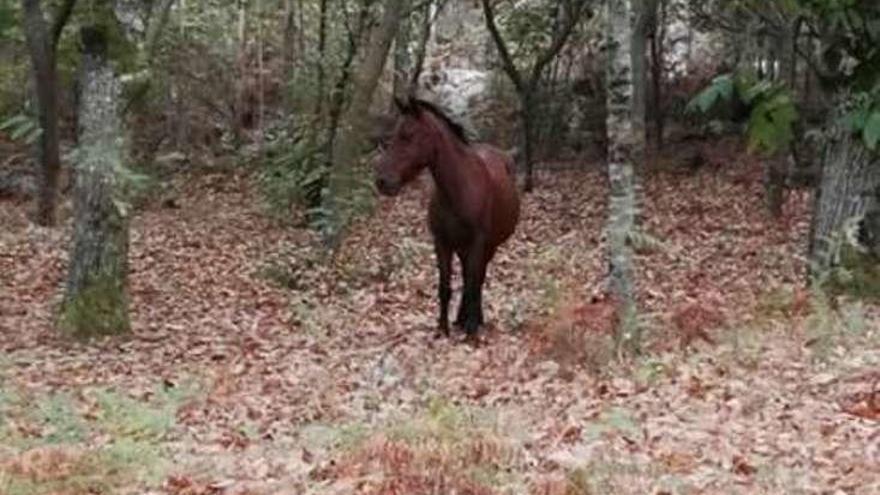 Caballo suelto en Darbo que ayer fue visto por vecinos.  // S.V.