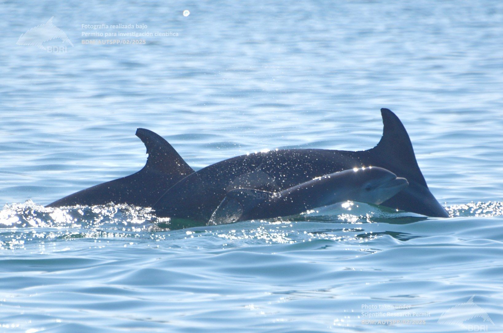 Biólogos, doctores y estudiantes del BDRI hacen un estrecho seguimiento de los mamíferos marinos en las rías de Vigo, Pontevedra y Arousa.