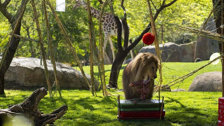 Lubango, el león del Bioparc, cumple siete años