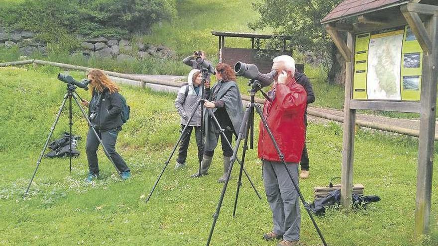 Turistas y hosteleros participan en una actividad de avistamiento de osos en el parque de las Ubiñas.