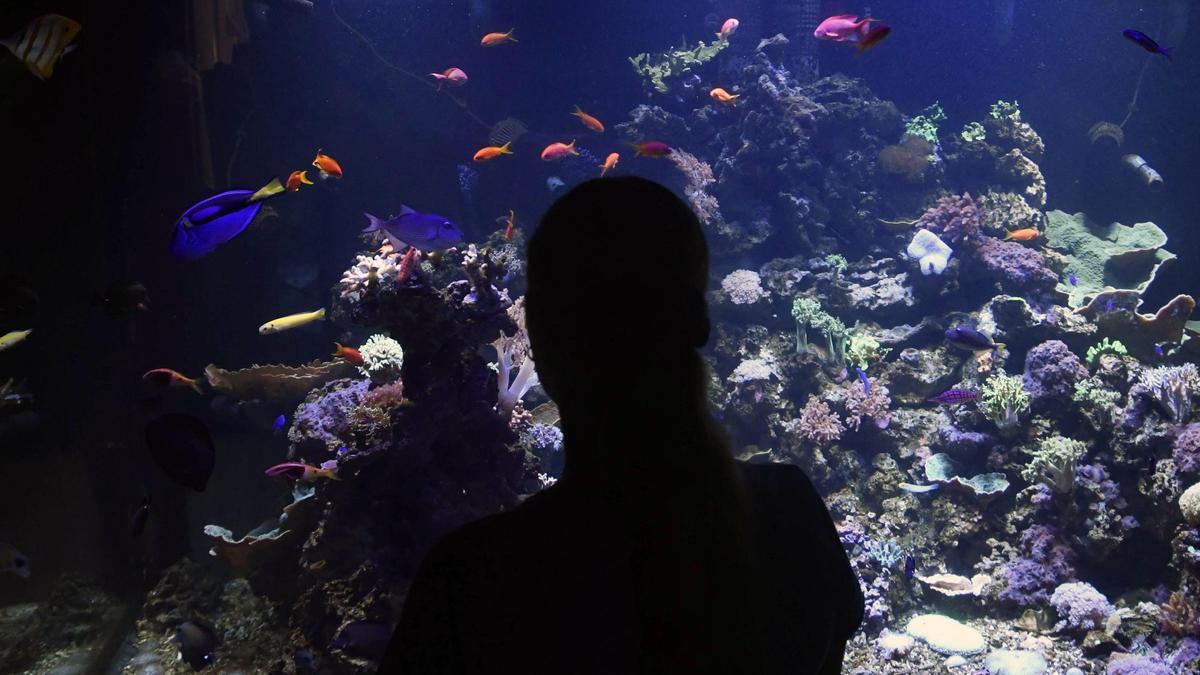 Una guía del acuario observa los peces de uno de los depósitos del centro de investigación universitario