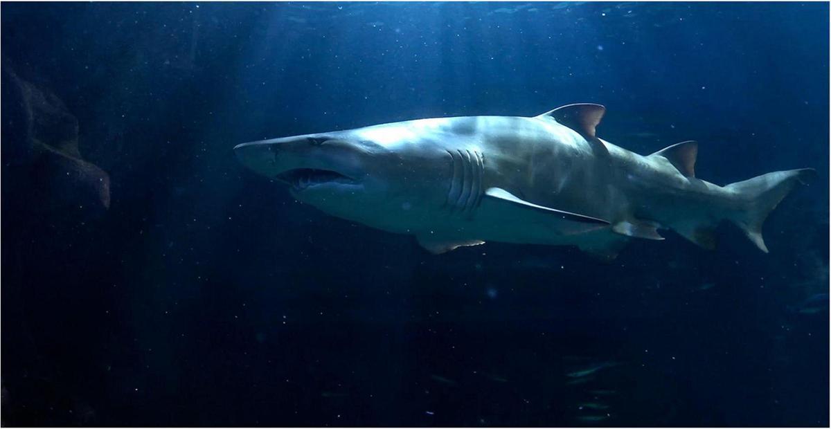 El impresionante tiburón toro en el Bioparc Acuario de Gijón.