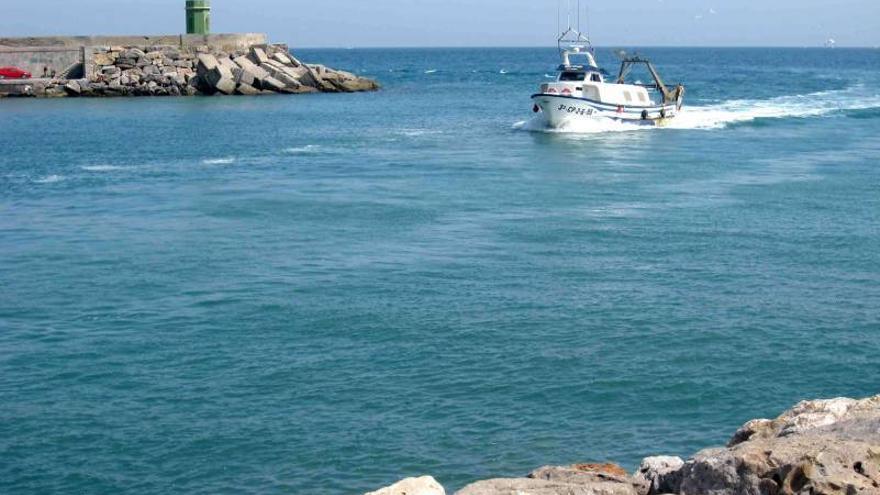 Incautan 255 kilos de pulpo inmaduro en el puerto de Burriana - El  Periódico Mediterráneo