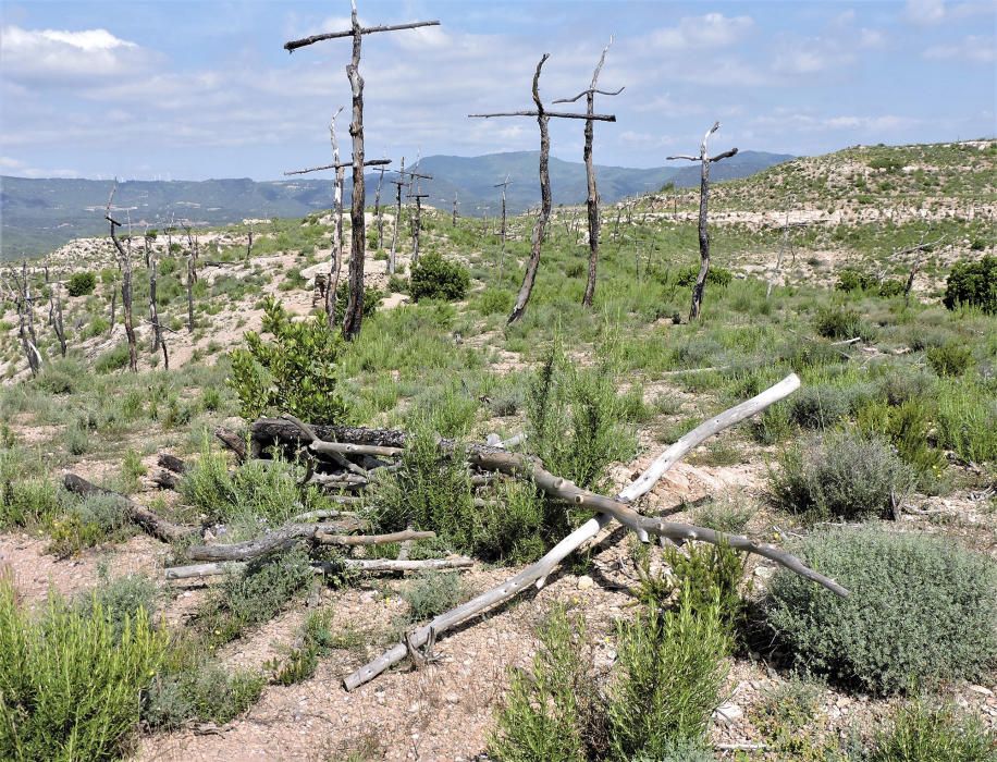 Bosc de les Creus. L'humitat podreix les arrels i el vent tomba els arbres, el bosc de les Creus arriba a la seva fi.