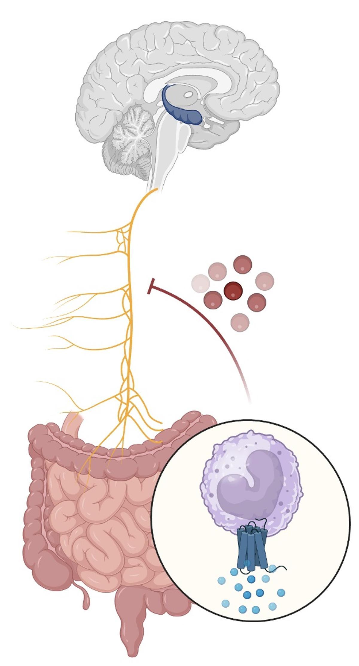 Una mala conexión entre el aparato digestivo y el cerebro daña la memoria