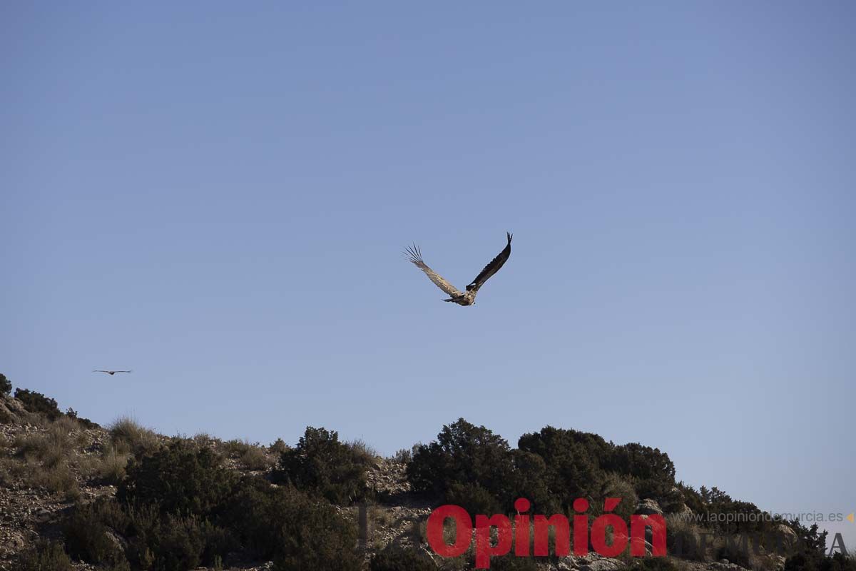 Suelta de dos buitres leonados en la Sierra de Mojantes en Caravaca