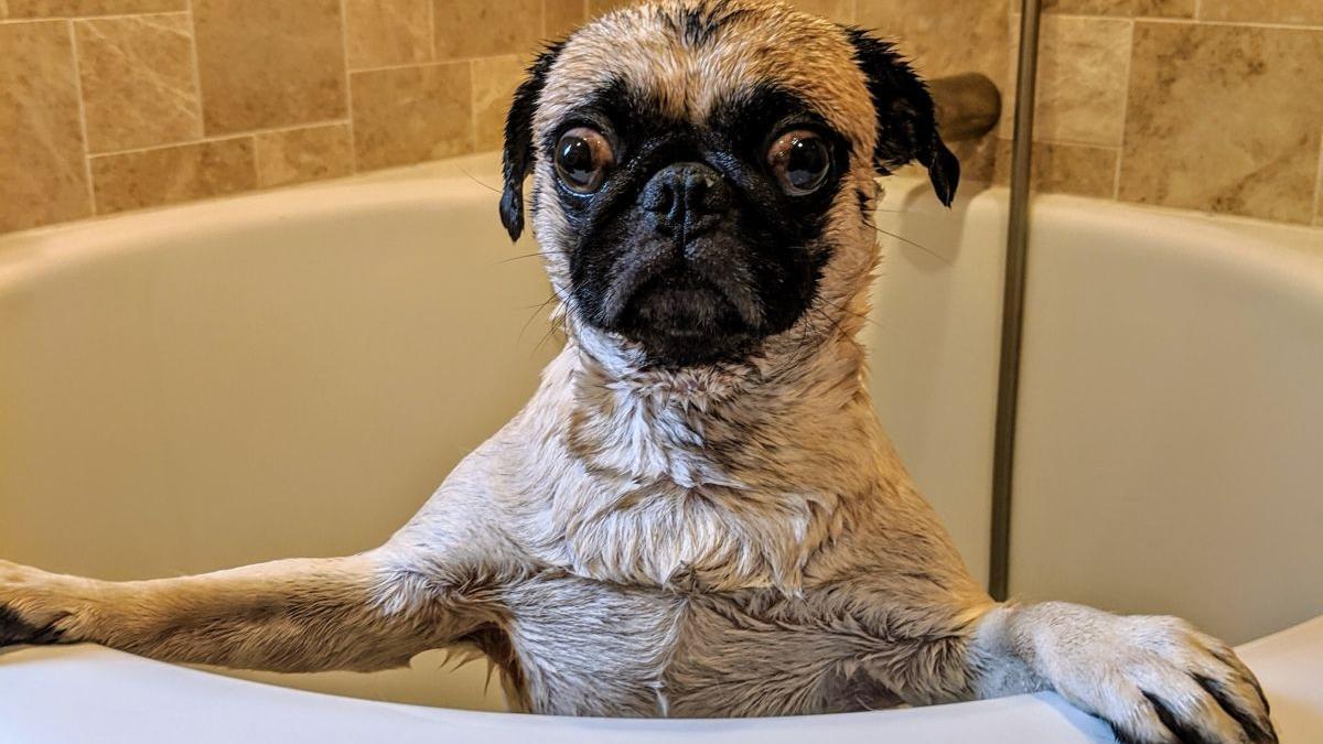 ¿Tu perro odia el baño? Así puedes conseguir que tu perro disfrute del agua