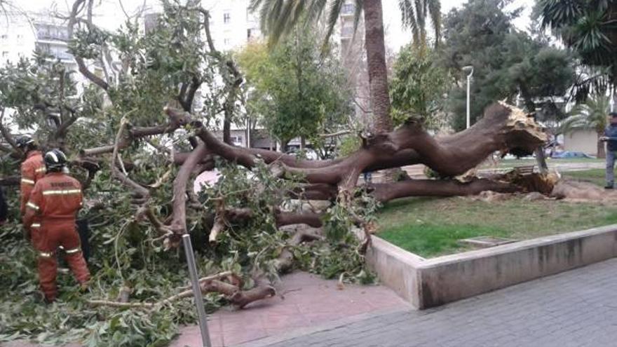 Dos heridos leves en Gandia al caerles encima un árbol por culpa del fuerte viento