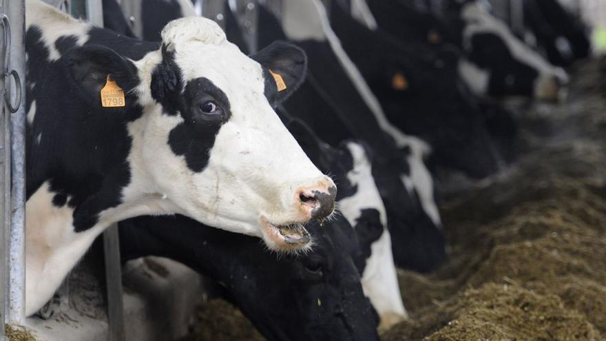 Vacas de leche, en una explotación ganadera de Lalín. |   // BERNABÉ/JAVIER LALÍN