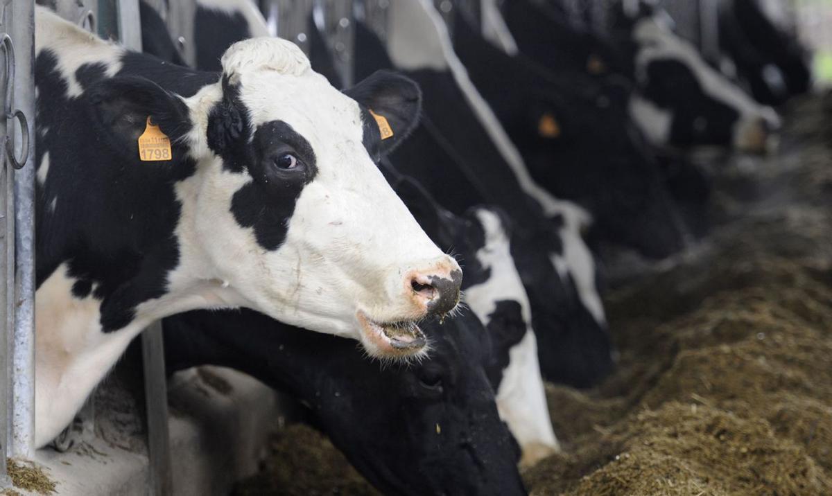 Vacas de leche, en una explotación ganadera de Lalín. |   // BERNABÉ/JAVIER LALÍN