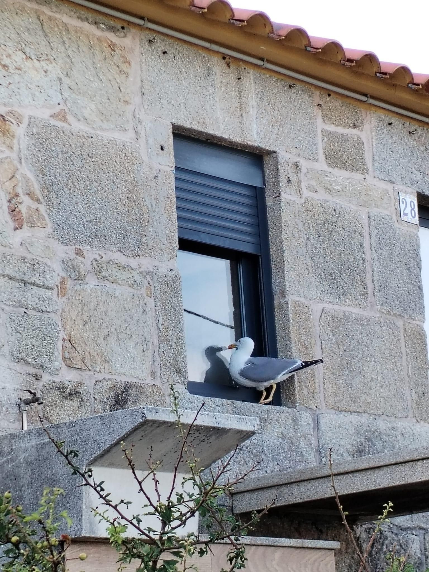 Una gaviota "atrapada" por su reflejo