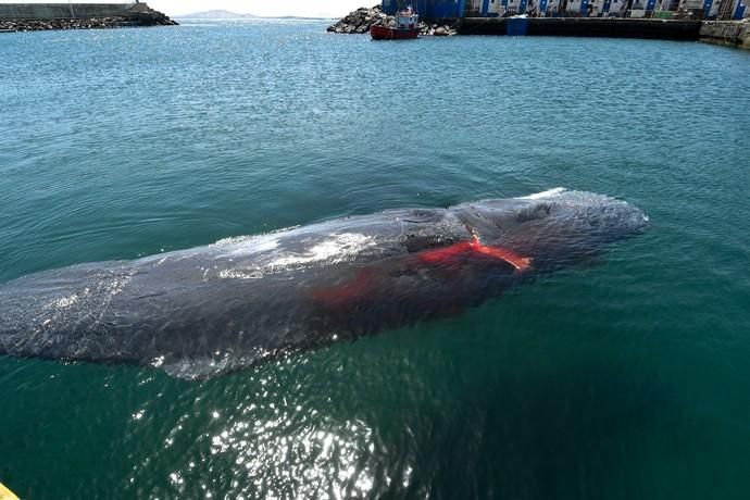 TELDE  13-03-19   TELDE. Localizan a una ballena cachalote hembra de nueve metros muerta flotando en la costa de Telde, la cual fue trasladada hasta el muelle de Taliarte a la espera de sus traslado al vertedero de Juana Grande donde le practicaran la necropsia. FOTOS: JUAN CASTRO