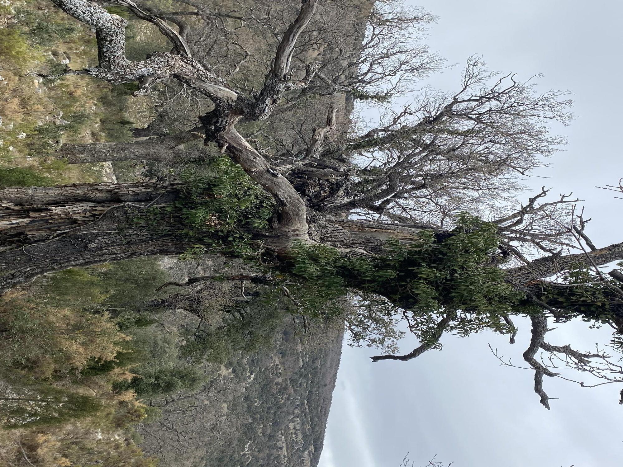 Las mejores imágenes del Barranc dels Horts, un tesoro natural en el corazón de Castellón