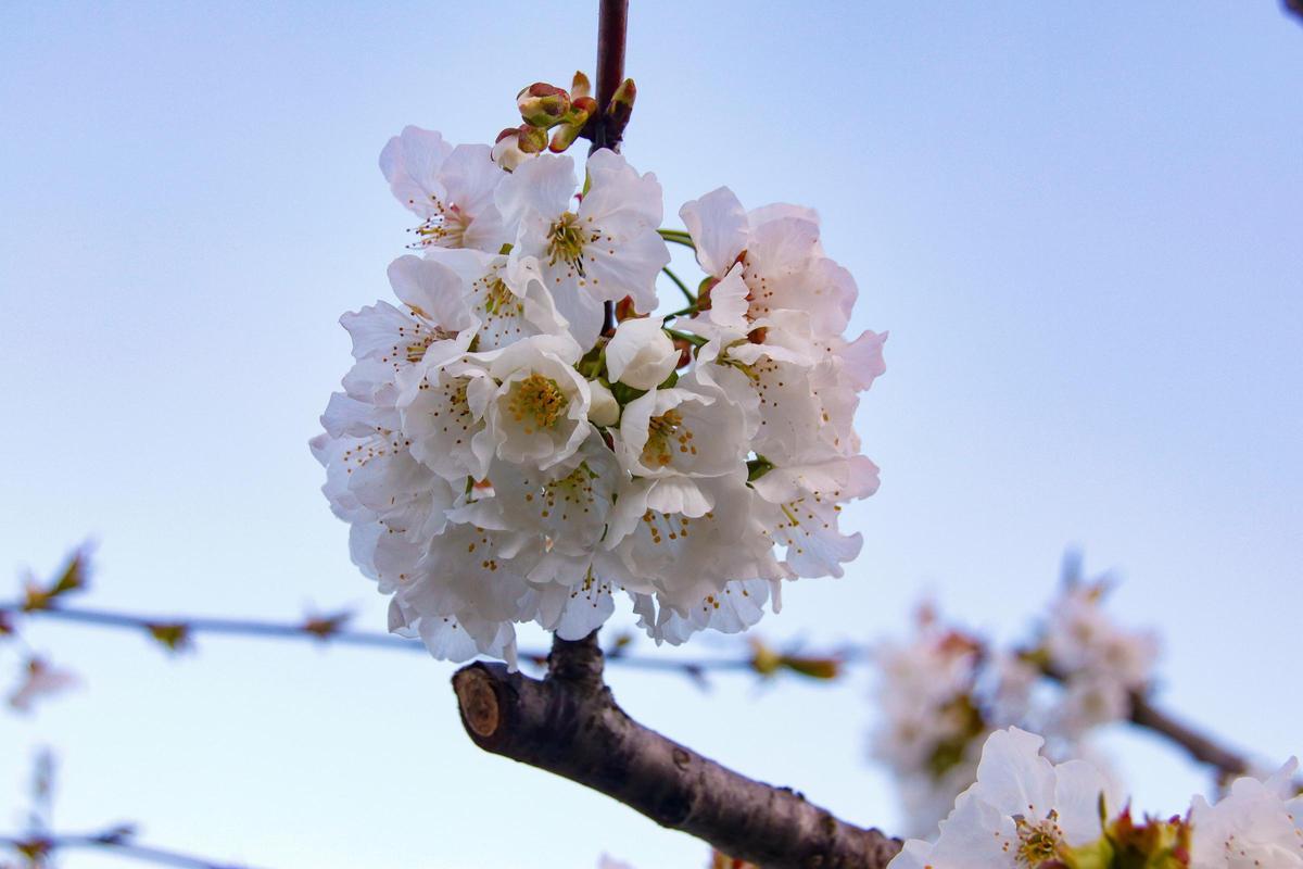 Detalle de un cerezo en flor.
