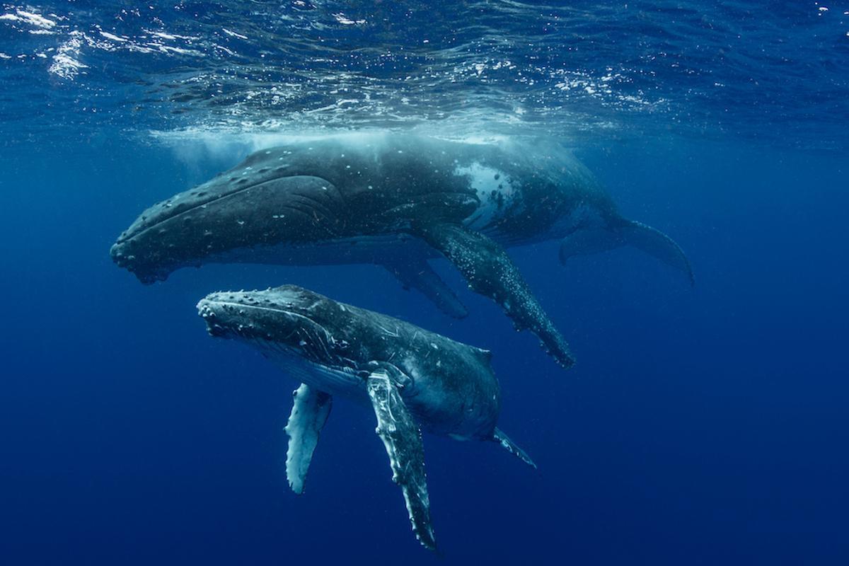 Dos ejemplares de ballena jorobada