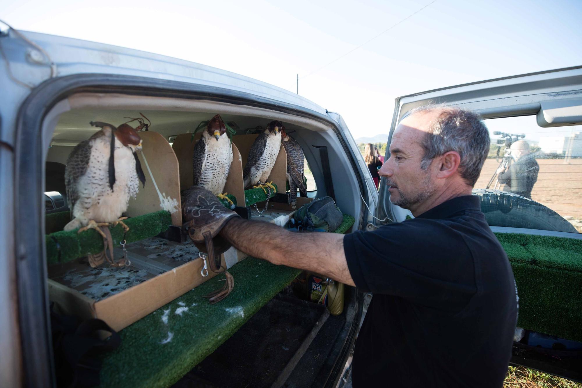 Halcones contra torcaces en Ibiza