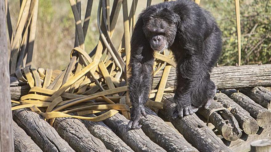Un ximpanzè de la Fundació Mona caminant entre els troncs d&#039;una de les estructures que hi ha.  | DAVID APARICIO