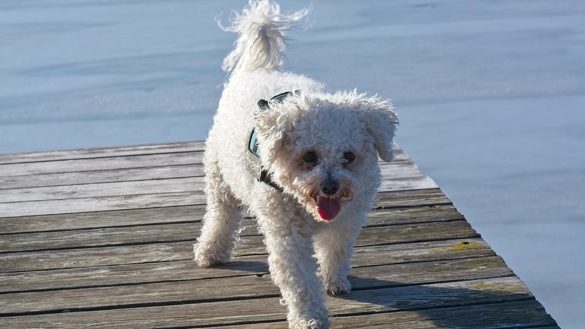 El Bichón Frisé es una de las razas de perros pequeños ideales para pisos