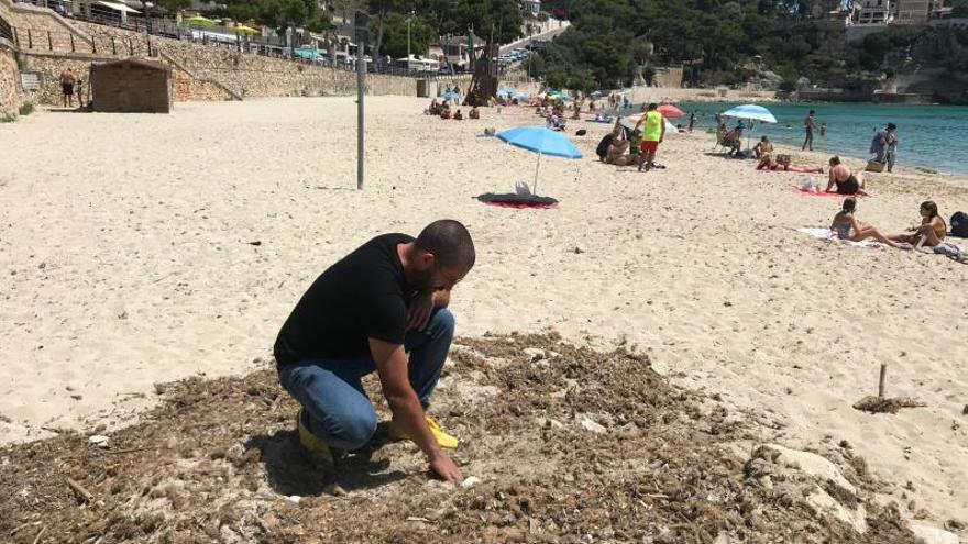 Así ha logrado Manacor recuperar seis metros de arena en sus playas