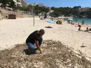 Así ha logrado Manacor recuperar seis metros de arena en sus playas