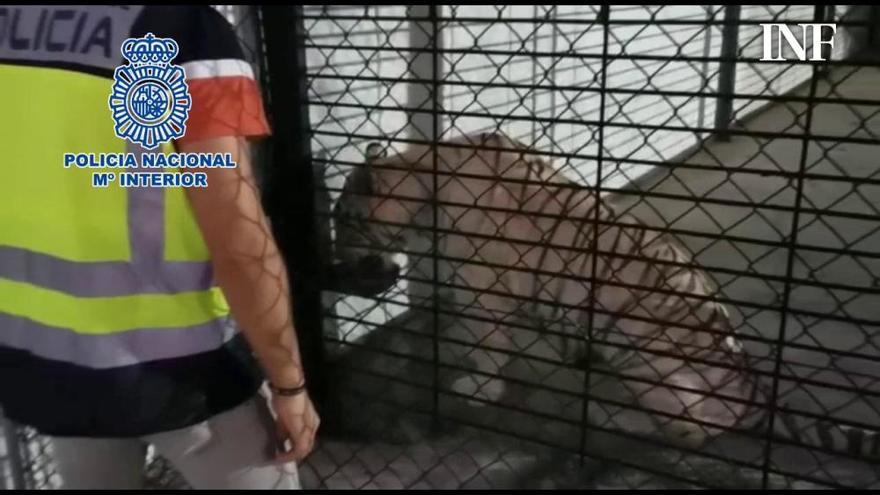 Detienen por tráfico de drogas a los dueños del tigre albino de El Rebolledo