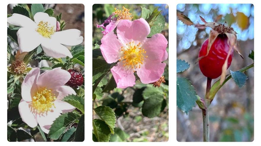 Hallan tres nuevas especies únicas de rosas silvestres en los volcanes de Canarias