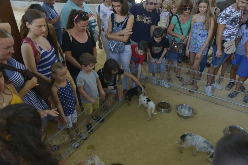 La perrera de Murcia saca sus animales a la calle