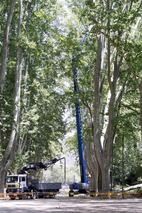 Tanquen fins dilluns els Jardins de la Devesa per la caiguda d''un plàtan