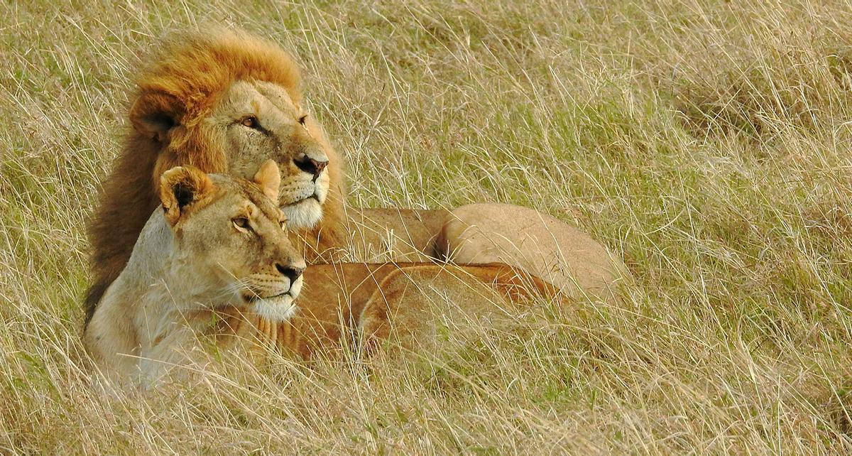 Los leones son uno de los grandes reclamos de Masai Mara, aunque cada safari depende siempre del movimiento de los animales.