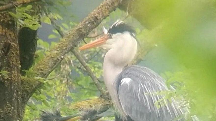 Localitzen la primera colònia de cria de bernats pescaires de les comarques gironines