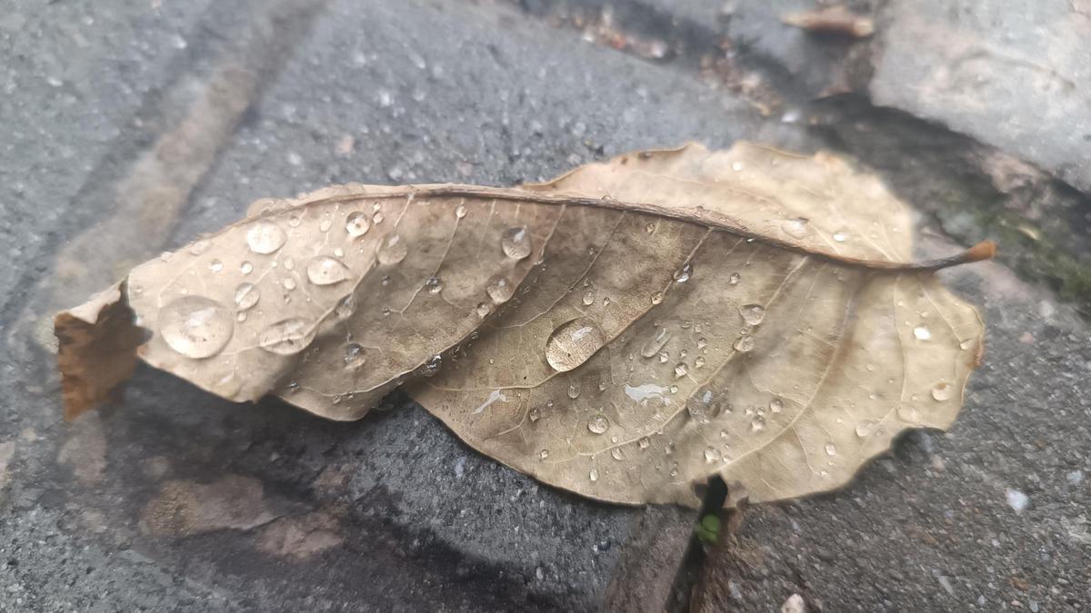 Després de la pluja.