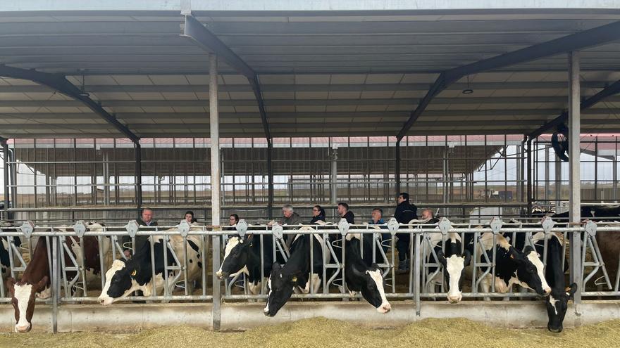 Un taller en Zamora muestra cómo conseguir buenas vacas, longevas y grandes productoras de leche