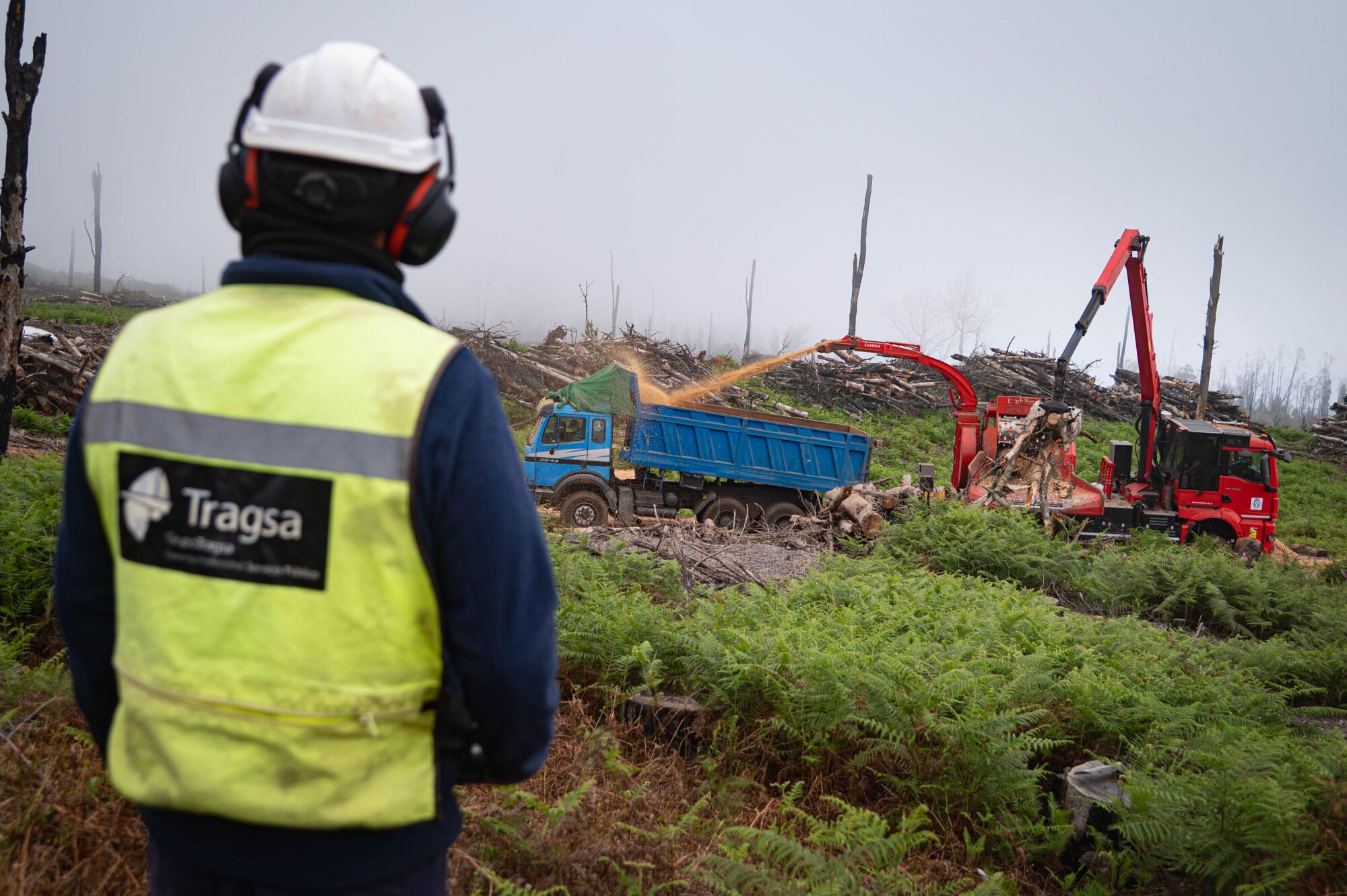 Reforestación en el monte de Tenerife tras el incendio del verano de 2023
