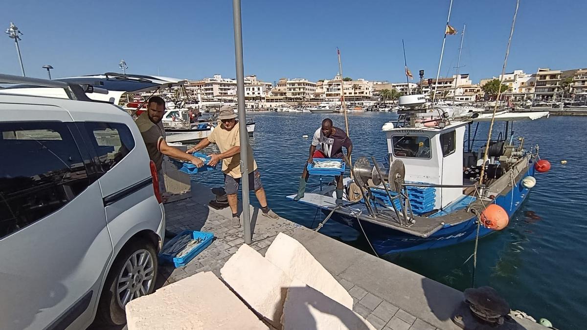 FOTOS | Las primeras llampugas llegan al puerto de Cala Rajada FOTOS | Las primeras llampugas llegan al puerto de Cala Rajada